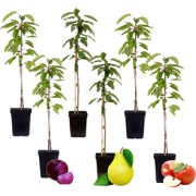 Fruitzuilen - Set van 6 - Apple, pear - Hoogte 60-70cm - ?9cm