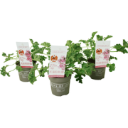 Geranium - Set van 3 - Pelargonium 'Pink Capitatum' - Hoogte 15-25cm -...