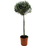 Olijfboom - Olea europaea - Hoogte 155-170cm - ?19cm