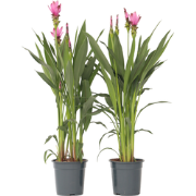 Siamese tulp - Set van 2 - Curcuma 'Siam Supreme' - Hoogte 70-90cm - ?...