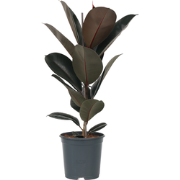 Rubberplant - Ficus Elastica 'Abidjan' - Hoogte 75-100cm - ?24cm