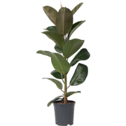 Rubberplant - Ficus Elastica 'Robusta' - Hoogte 75-100cm - ?24cm