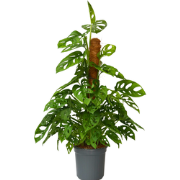 Gatenplant - Monstera adansonii 'Monkey Mask' - Hoogte 60-70cm - ?16cm