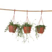 Parelketting - Mix van 3 - Senecio - Hoogte 25-35cm - ?12cm