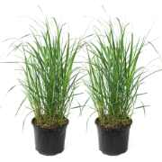 Struisriet - Set van 2 - Calamagrostis 'Karl Foerster' - Hoogte 40-60c...
