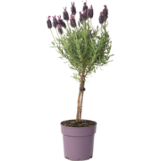 Lavendel - Lavandula stoechas 'Anouk' - Hoogte 30-40cm - ?12cm