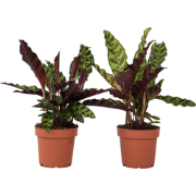 Pauwenplant - Set van 2 - Goeppertia insignis - Hoogte 30-40cm - ?12cm