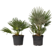 Dwergpalm - Set van 2 - Chamaerops 'Vulcano' - Hoogte 35-45cm - ?19cm