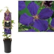 3 stuks - Klimplant Clematis Jackmanii 75 cm