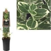 3 stuks - Klimplant Euonymus fortunei Emerald Gaiety 75 cm