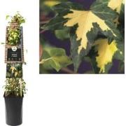 3 stuks - Klimplant Hedera h. Goldheart 75 cm