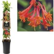3 stuks - Klimplant Lonicera Dropmore Scarlet 75 cm