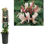 3 stuks - Klimplant Lonicera j. Red World 75 cm