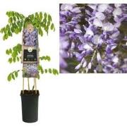 3 stuks - Klimplant Wisteria sinensis Prolific 75 cm