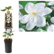 3 stuks - Klimplant Clematis Madame Le Coultre 75 cm