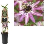 3 stuks - Klimplant Passiflora Victoria 75 cm