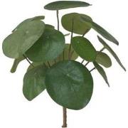 Pilea bush 22cm 17lvs