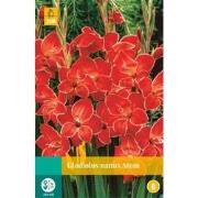 Gladiolus atom bloembol