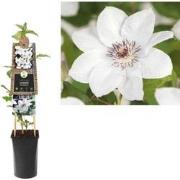 3 stuks - Klimplant Clematis Miss Bateman 75 cm