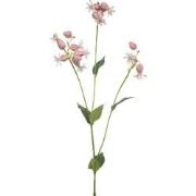 Silene spray pink 80 cm Emerald