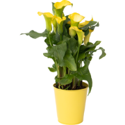Calla 'Zara' - Aronskelk - Geel - Hoogte 30-40cm - ?12cm