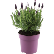 Lavendelstruik - Lavandula stoechas 'Anouk' - Hoogte 25-35cm - ?15cm