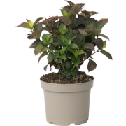 Hortensia - Hydrangea serrata 'Dare Devil' - Hoogte 25-40cm - ?19cm