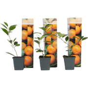 Sinaasappelboom - Set van 3 - Citrus mitis Calamondin - Hoogte 25-40cm...