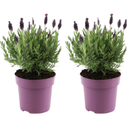 Lavendelstruik - Set van 2 - Lavandula stoechas 'Anouk' - Hoogte 25-35...