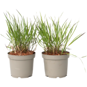 Vingergras - 2 stuks - Panicum Virgatum 'Squaw' - Hoogte 40-60cm - ?23...