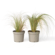 Vedergras - 2 stuks - Pennisetum 'Stipa' - Hoogte 40-60cm - ?23cm
