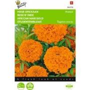 2 stuks - Tagetes erecta Hawaii Fl.Pl. Oranje