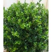 Ilex groen
