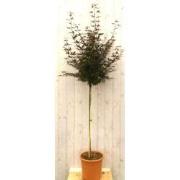 Japanse esdoorn rood blad stamhoogte 100 cm