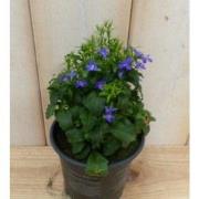 3 stuks! Lobelia blauw