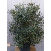 Olijf struik XL 110 cm hoog