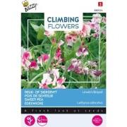 3 stuks - Flowering climbers lathyrus unwin's striped