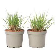 Vingergras - Set van 2 - Panicum virgatum 'Heavy Metal' - Hoogte 40-60...