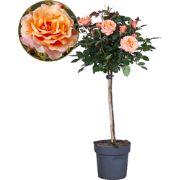 Stamroos - Rosa palace 'Catherine' - Hoogte 80-100cm - ?19cm