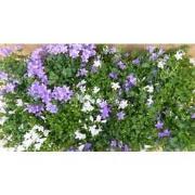 Campanula klokjesbloem toeter bloem 10 stuks in tray kleur mix
