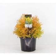 Thuja occidentalis rheingold
