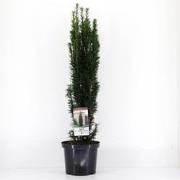 Taxus baccata fastigiata robusta 60-80 cm