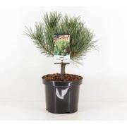 Pinus sylvestris watereri 25-30 cm