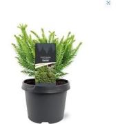 Cryptomeria japonica Dinger 20-25 cm Conifeer