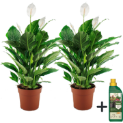 Lepelplant + Pokon - Set van 2 - Spathiphyllum 'Lima' - Hoogte 60-75cm...