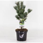 Pinus parviflora glauca