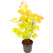 Japanse Esdoorn - Acer palmatum 'Orange Dream' - Hoogte 25-40cm - ?10,...
