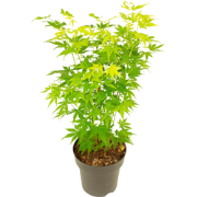 Japanse Esdoorn - Acer palmatum 'Going Green' - Hoogte 35-55cm - ?15cm