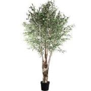 PTMD Tree Green Olive Tree In Plastic Pot
