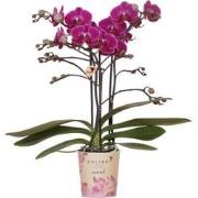Kolibri Orchids | Paarse phalaenopsis orchidee - Morelia - potmaat Ø9c...
